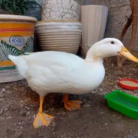 اردک|پرنده|قم, بنیاد|دیوار