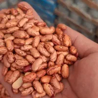 (( لوبیا چیتی کیلو ۲۸۹ هزار ت )) فروشگاه فیاض بخش