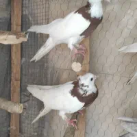 مجسمه جفت کفتر