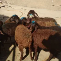 بره نر و ماد
