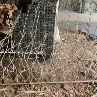 حفاظ شاخ گوزنی