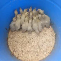 اردک اسرائیلی نقره ای