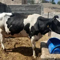 گاو