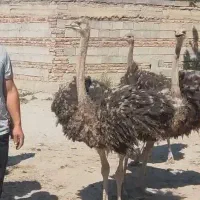 شتر مرغ