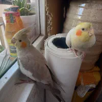 عروس هلندی نر و ماده مولد با جوجه