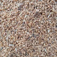 گندم|خدمات باغبانی و درختکاری|اهواز, فاز ۱ پادادشهر|دیوار