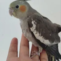 عروس هلندی گم شده