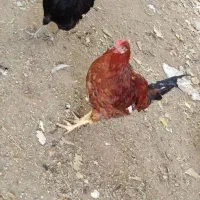 انواع جوجه ومرغ