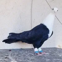 کبوتر مخمل سیاه