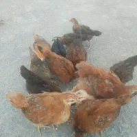فروش جوجه مرغ محلی سه ماهه