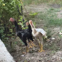 جوجه لاری اوشامو اصلی به شرط