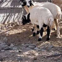 بره نر