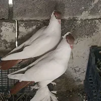 معاوضه با کبوتر