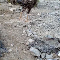 جوجه مرغ محلی