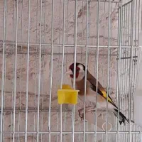 سهره