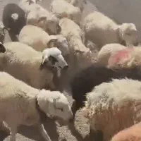 ۵۰ راس  شیشک ومیش جوان