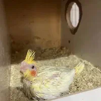 جوجه عروس هلندی