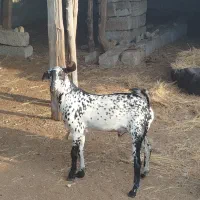 کهره نر و ماده