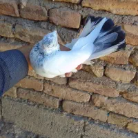 کبوتر کاشانی