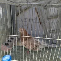 فروش کبوتر نر