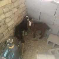 کهره شیری یکماهه
