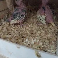 جوجه عرس هلندی