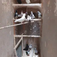 فروش کبوتر