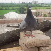 کبوتر سبز نر آخرت کفتر درجه یک