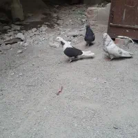 کبوترگر