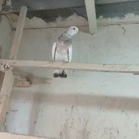 کبوتر جوجه سرور