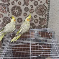 عروس هلندی