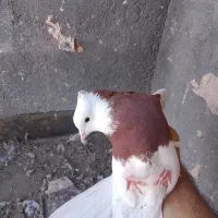 کفتر صید وجفتگاه