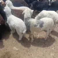 بره علف خور