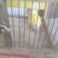 کوتوله برزیلی