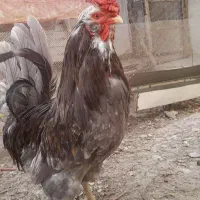خروس طوسی،نیمچه،تخم مرغ گلین