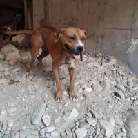 سگ‌‌پیت‌پول‌‌..فروشی