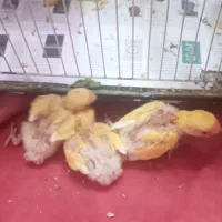 پنج تاجوجه طوطی برزیلی
