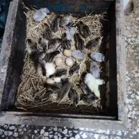 فروش جوجه مرغ شاخدار