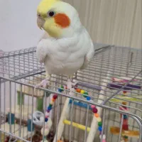 عروس هلندی نر سخنگو