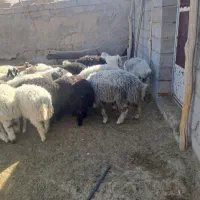 تعدادی بره