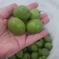 چاقاله گردو