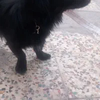 سگ شیتزو|سگ|گلستان (تهران), |دیوار