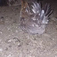 مرغ کپی یا کرچ گلین