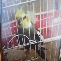 عروس هلندی‌گم شده