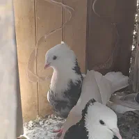 جفت کفتر طوقی