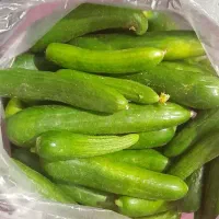خیار و بادمجان تازه فروش فوری