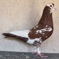 کبوتر پلنگ سرخ