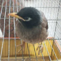 جوجه مینا ی دماهه با قفس