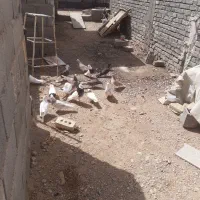 کبوتر
