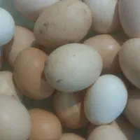 تخم مرغ محلی نطفه دار